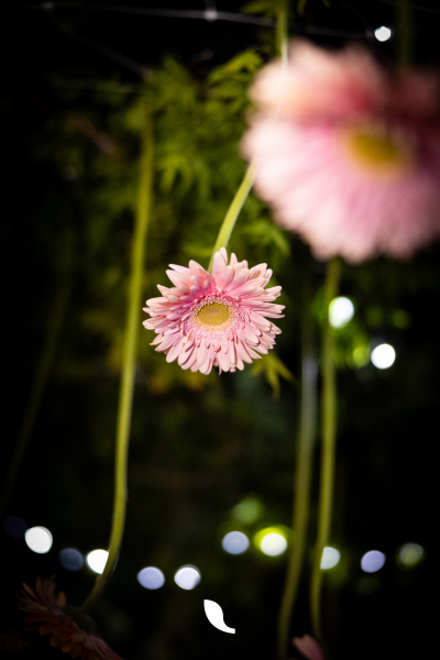 FlowerPala-4